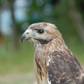 Houthakkersfeest Lage Vuursche 