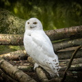 Sneeuwuil / Snow owl