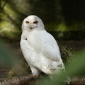 Sneeuwuil / Snow owl
