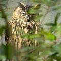 Ransuil / Long-eared owl