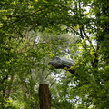 Ringstaart Makaki / Ring-tailed macaque