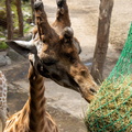 Girafe