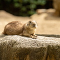 Prairiehondjes / Prairie Dogs