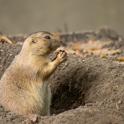 ZOO Amersfoort