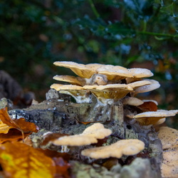 Natuur