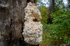 Herfst Corverbos