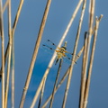 Libelle (DragonFly)