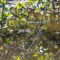 Libelle (DragonFly)