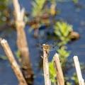 Libelle (DragonFly)