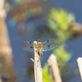 Libelle (DragonFly)