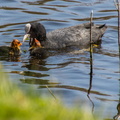 Meerkoet (Fulica atra)