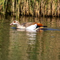 Nijlgans (Alopochen aegyptiaca),
