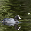 Meerkoet (Fulica atra)