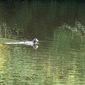 Meerkoet (Fulica atra)