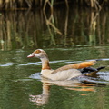 Nijlgans (Alopochen aegyptiaca),