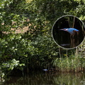 Ijsvogel - Alcedo atthis