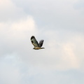 De Buizerd (Buteo buteo)