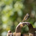 Roodborstje (Erithacus rubecula)