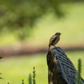 Roodborstje (Erithacus rubecula)
